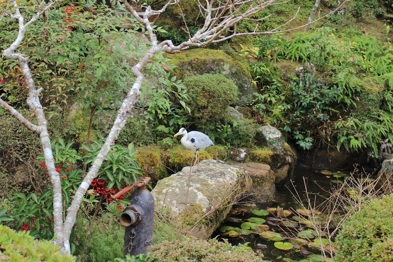 A heron stands gracefully in a lush Japanese garden in Tokyo.