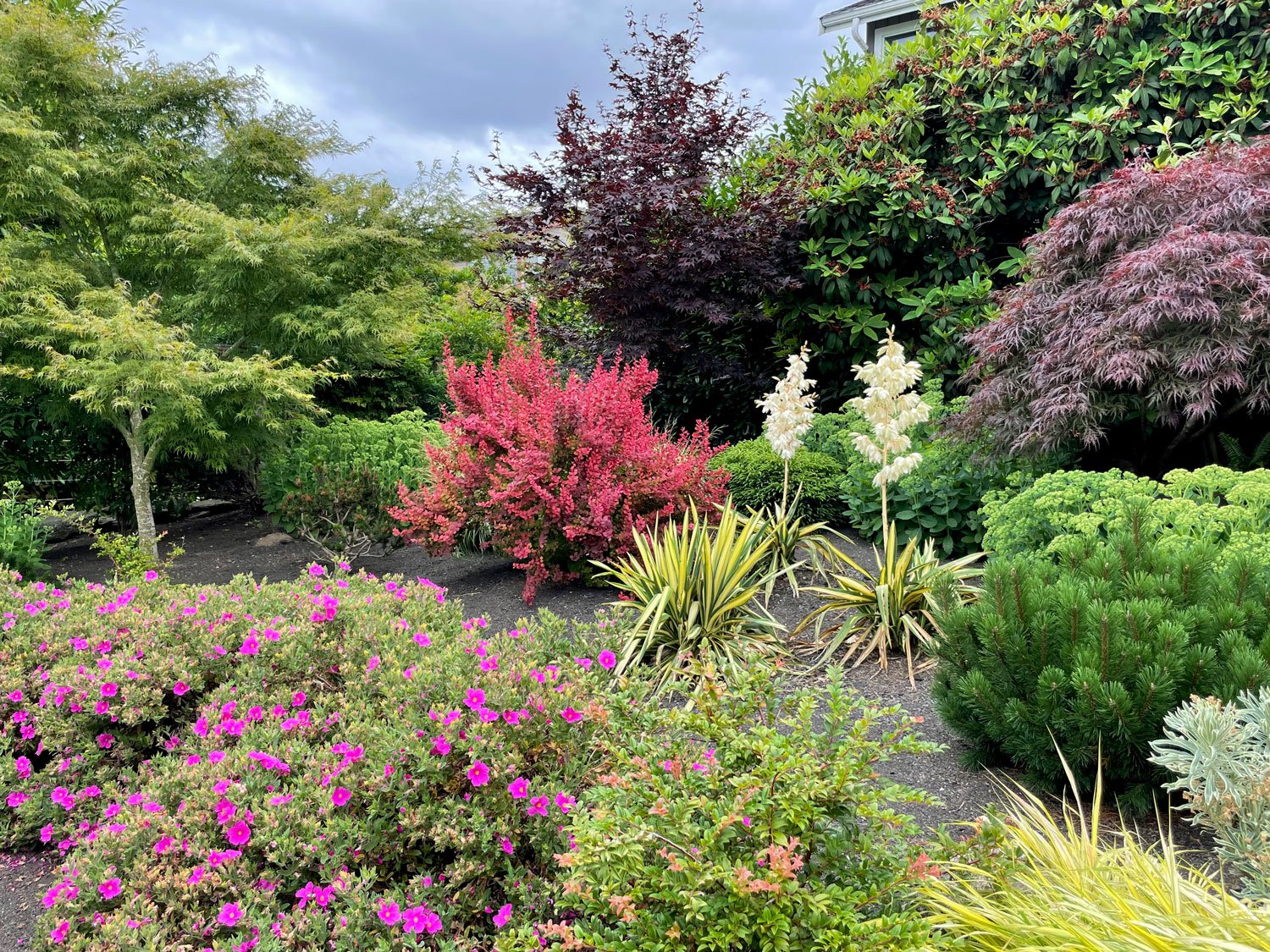 the-basile-witt-garden-edmondsgardentour-water-wise-shrubs-grasses