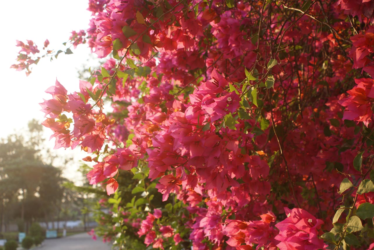 Dreamy Bougainvillea In Sunmer